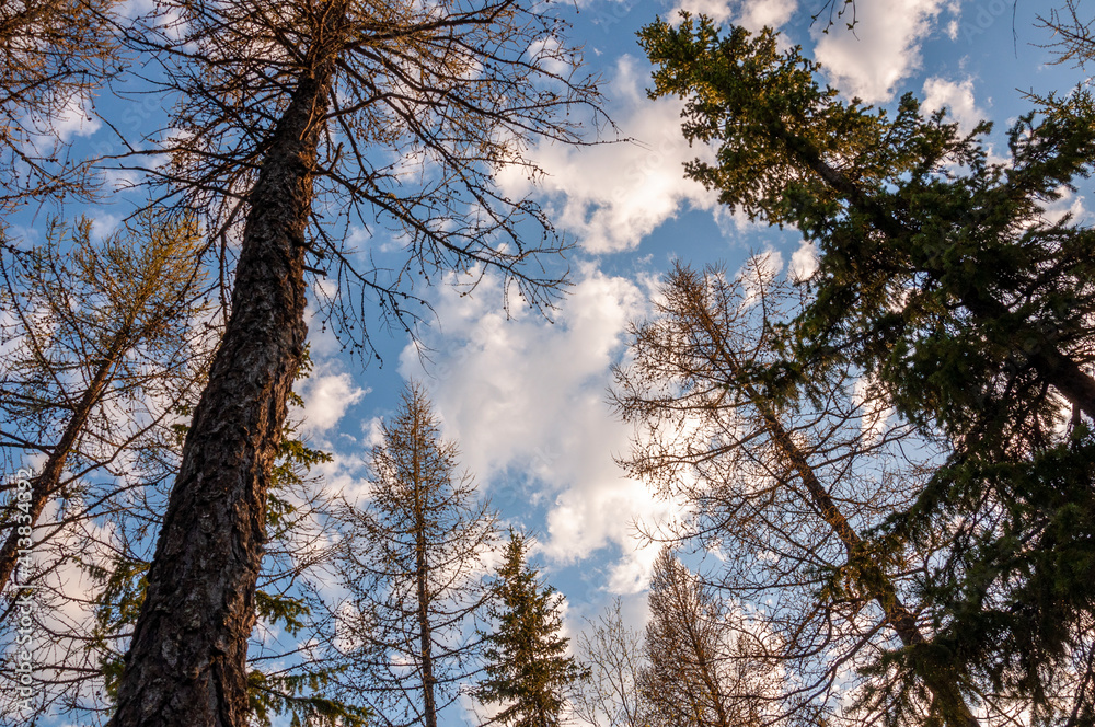Spring forest with pines and spruces with short needles on the background with tender blue sky. Sunny day. Bottom view on the tree crowns Spring forest with pines and spruces with short needles on the background with tender blue sky. Sunny day. Bottom view on the tree crowns