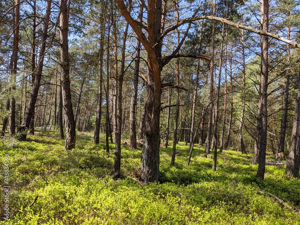 sunshine in the forest