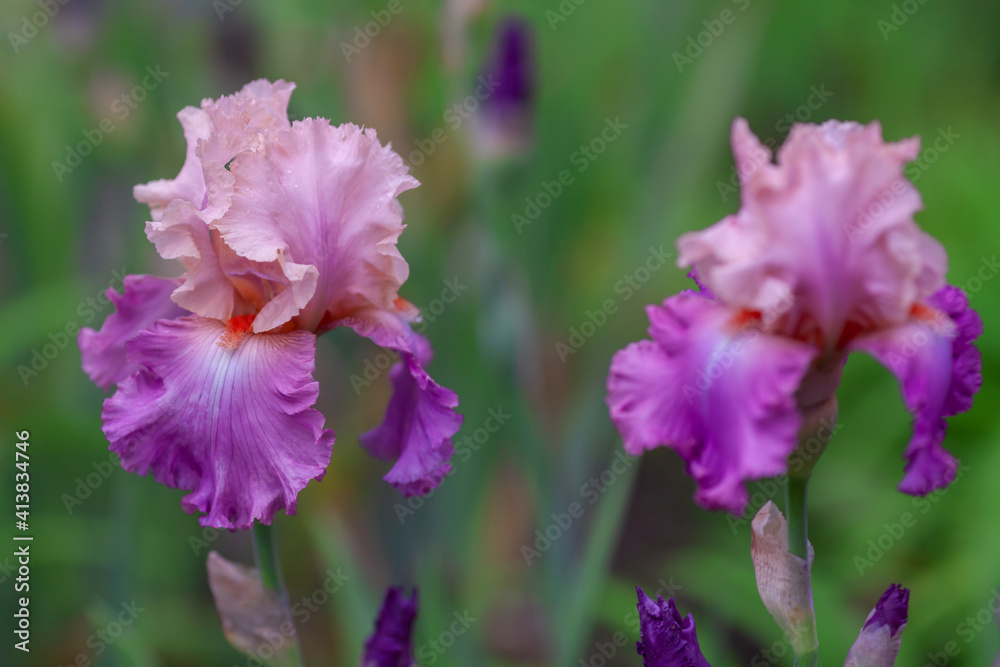 Obraz premium Beautiful pink iris flowers grow in the garden.