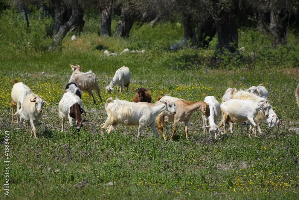 Fototapeta premium sheep, lambs AND GOAT