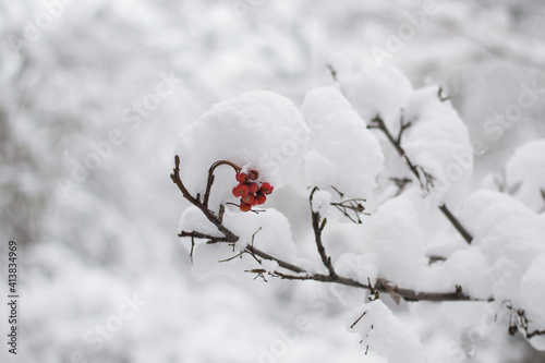 The branch is thickly covered with fresh snow on a clear white background.