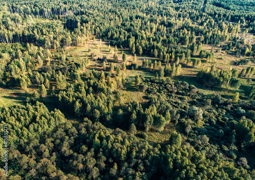 View of forests in Moscow region.