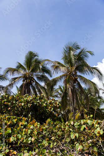Tropical vegetation at Tayrona beach in Colombia