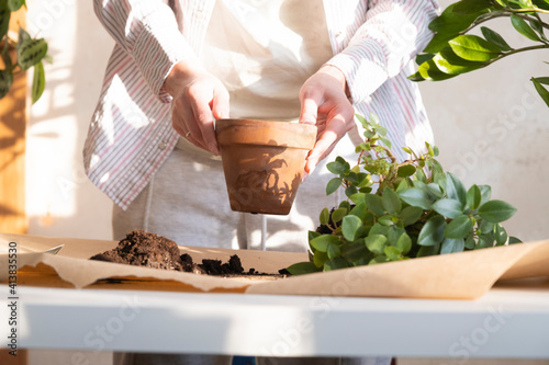 Plant transplant A girl transplants a flower into a clay pot