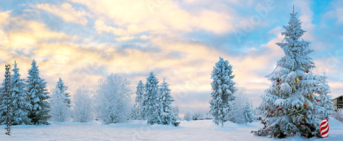 Winter snow landscape at sunset. Frozen Christmas trees on a snowy plain. © Julia