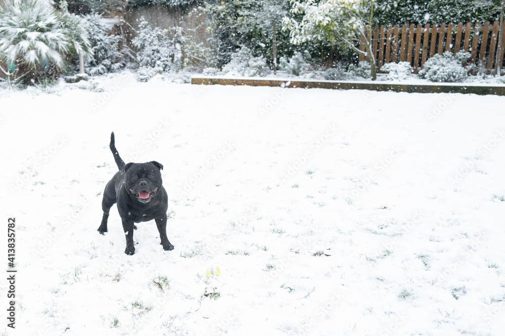 Staffordshire Bull Terrier dog standing in the snow in a back garden. He is looking at the camera smiling. Staffordshire Bull Terrier dog standing in the snow in a back garden. He is looking at the camera smiling.
