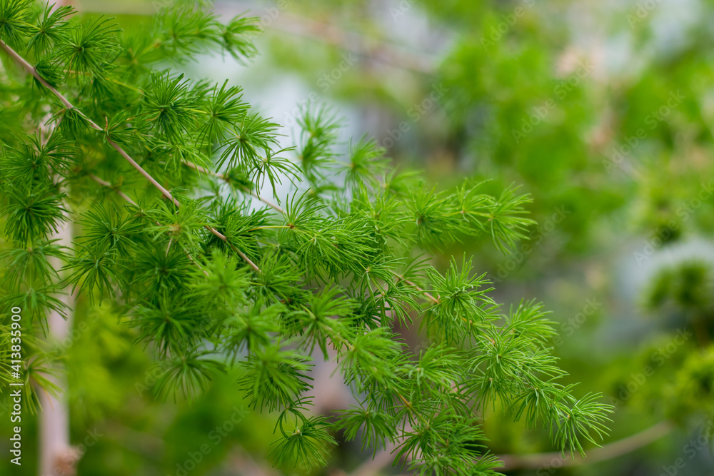 Asparagus retrofractus in a pot, soft leaf. Asparagus retrofractus in a pot, soft leaf.