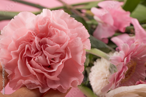 A pink carnations isolated on pink background.