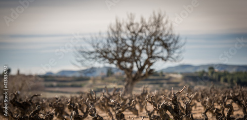 Winter vineyards and tree photo