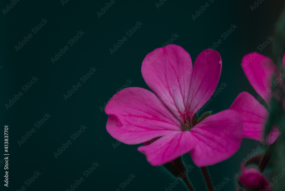 Fototapeta premium pink flower on black background