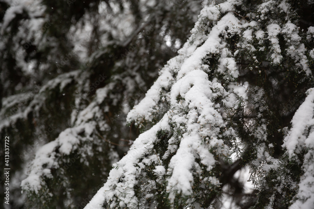 snow covered tree snow covered tree