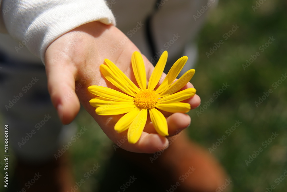 flower in hand flower in hand