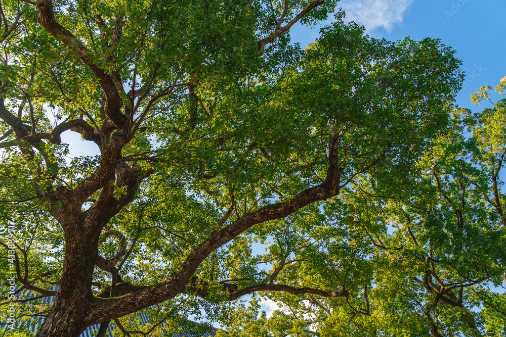 Obraz premium Looking up at tree with green Leaves and sun light.