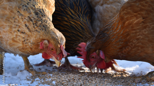 Chickens of various breeds feeding on corn in the snow photo