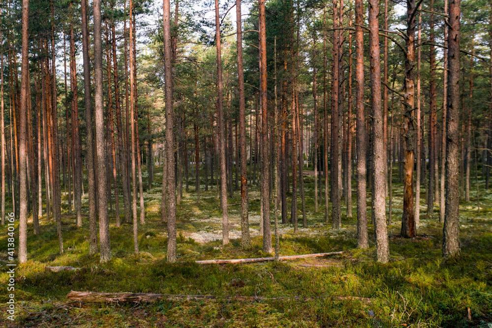 woods at Viru Raba or bog swamp at Lahemaa national park in autumn woods at Viru Raba or bog swamp at Lahemaa national park in autumn