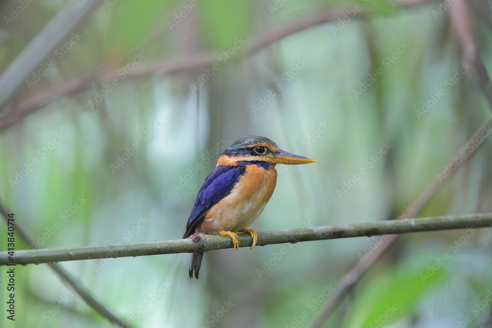 Rufous-collared Kingfisher: a conservation bird in South of Thailand
