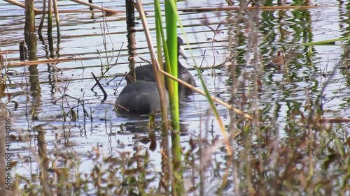 Pair of American Coots search for food in a lake photo