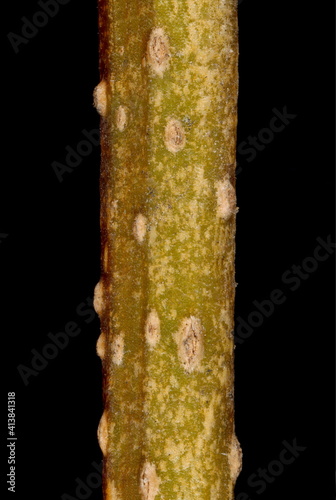 Garden Forsythia (Forsythia x intermedia). Twig Detail Closeup