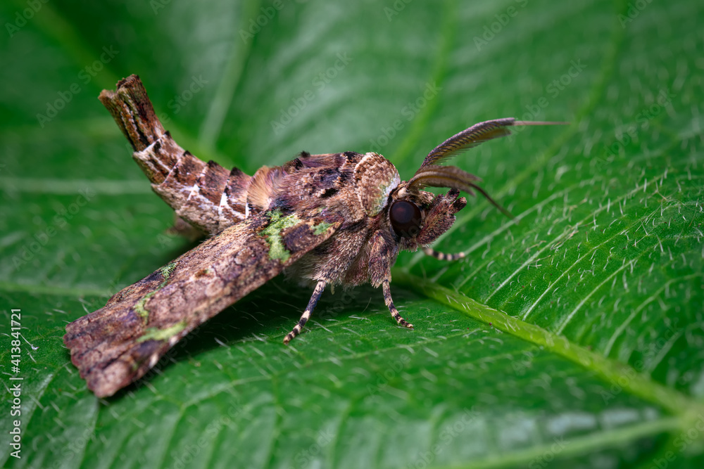 Strange shaped moth perched on a leaf Strange shaped moth perched on a leaf