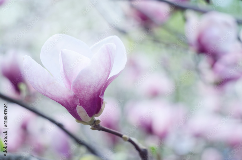 Beautiful magnolia tree blossoms in springtime. Jentle magnolia flower against sunset light. Beautiful magnolia tree blossoms in springtime. Jentle magnolia flower against sunset light.