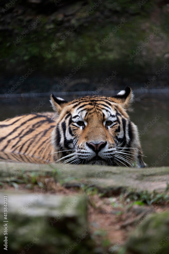 Siberian Tiger Siberian Tiger