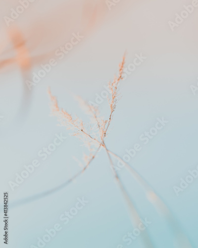 Dry plants in soft light bottom of view