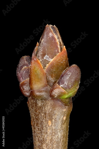 Wild Privet (Ligustrum vulgare). Terminal Bud Group Closeup photo