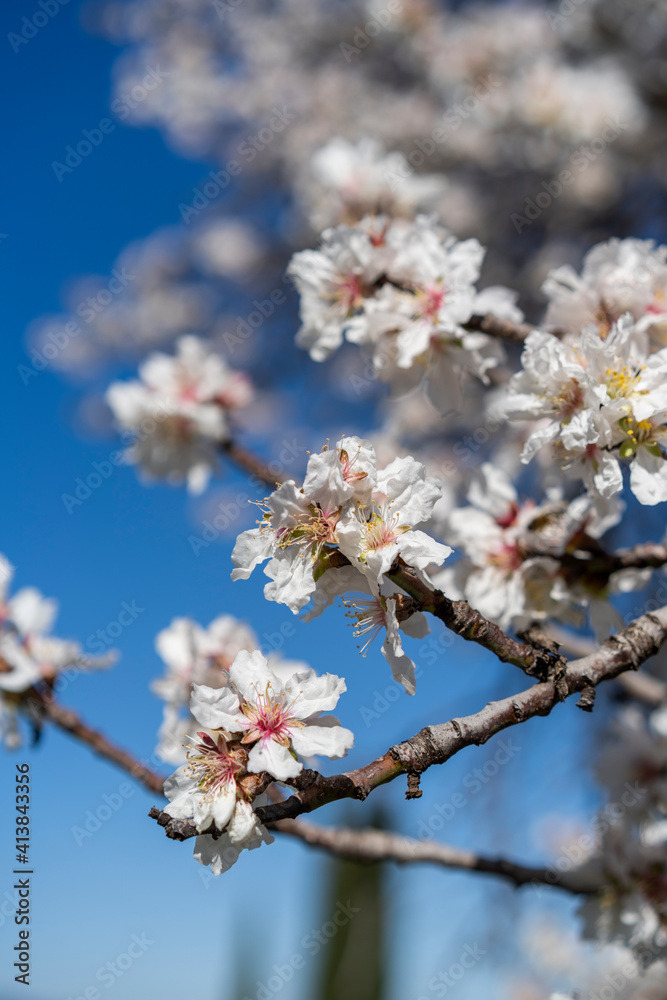 Almond tree flowers agains blue sky on sunny spring day Almond tree flowers agains blue sky on sunny spring day