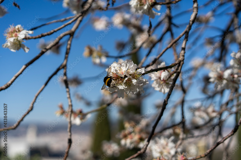 Almond tree flowers agains blue sky on sunny spring day Almond tree flowers agains blue sky on sunny spring day