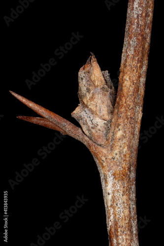 Barberry  Berberis vulgaris . Lateral Bud Closeup