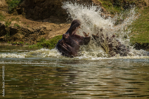 Flusspferdkampf in Uganda © sandrawuest