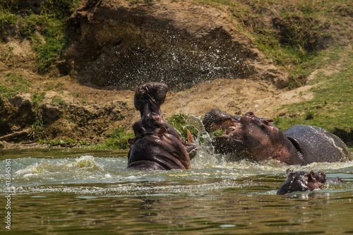 Kämpfende Flußpferde