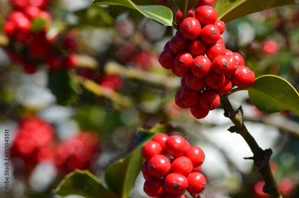 Branches de houx, Ilex aquifolium