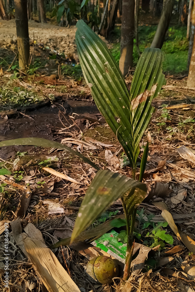 Obraz premium Betelnut sapling in nature