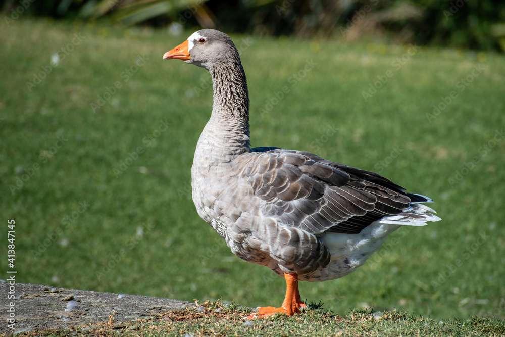 View of greylag goose on green grass View of greylag goose on green grass