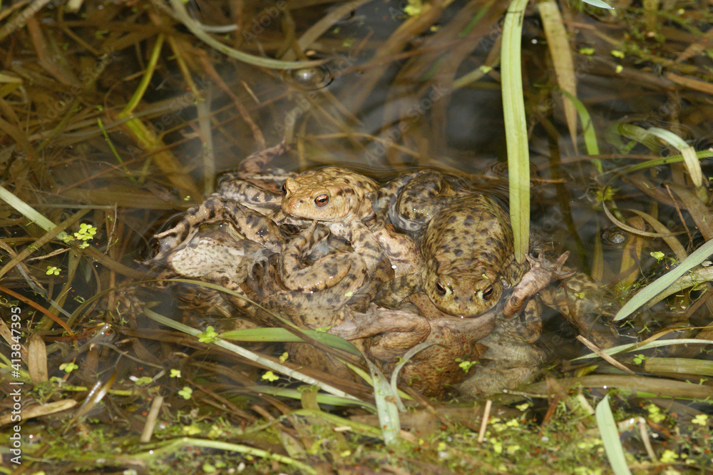 Fototapeta premium An aggregation of male common toads , Bufo bufo in the water fertilising eggsacs in the breeding pond
