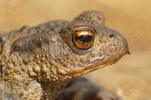 A lateral closeup of the head of a common toad , Bufo bufo