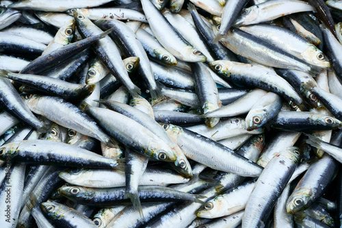 Freshly caught sardines for sale on a fish market in Marseille