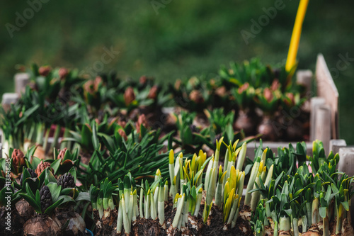 Hyacinth and narcissus for garden.