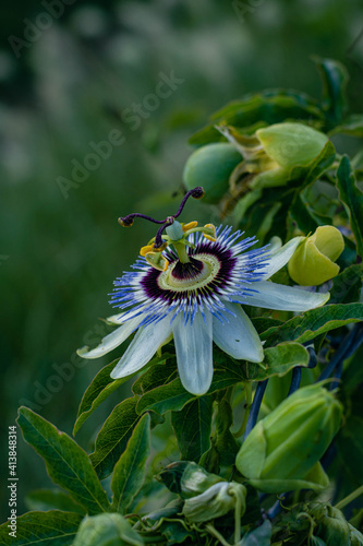 Passiflora incarnata is a fast growing climbing plant belonging to the genus Passiflora commonly known as passion flowers photo