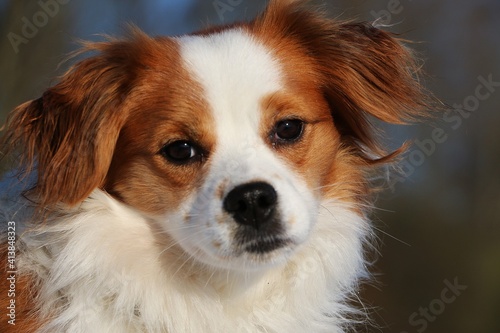 beautiful head portrait from a small brown and white mixed dog