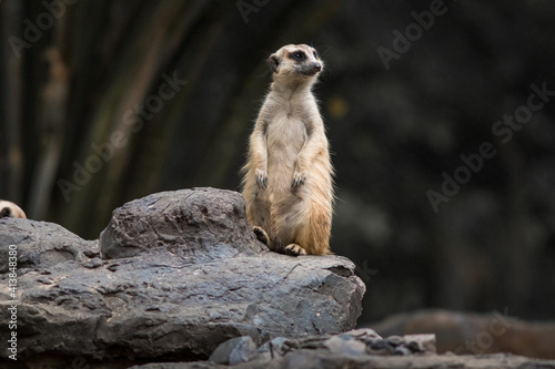 The meerkat