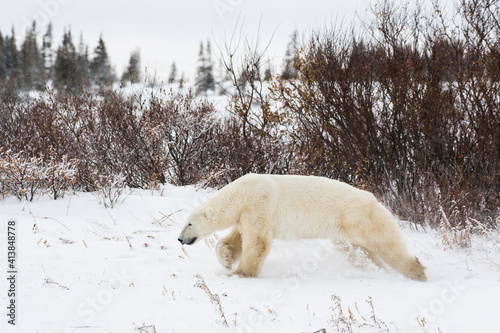A Polar Bear Male Running before sparing with another male Bear.
