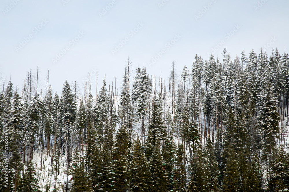 mountain top in winter with fire damage mountain top in winter with fire damage