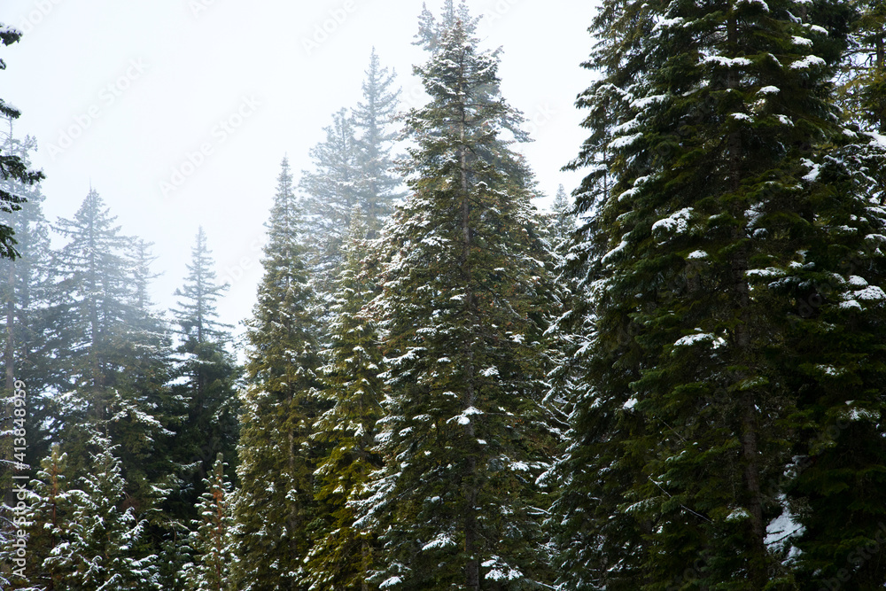 Snow covered tree tops in forest Snow covered tree tops in forest