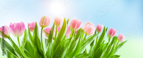 Tulpen vor blauem Himmel im Frühling