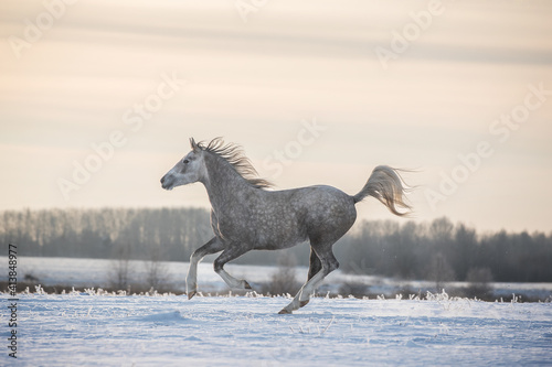 Arabian horse running free on the winter landscape.