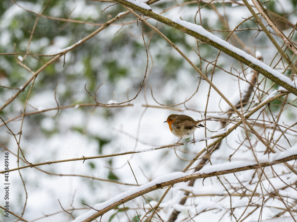 Robin Perched on Branch in Snow Robin Perched on Branch in Snow