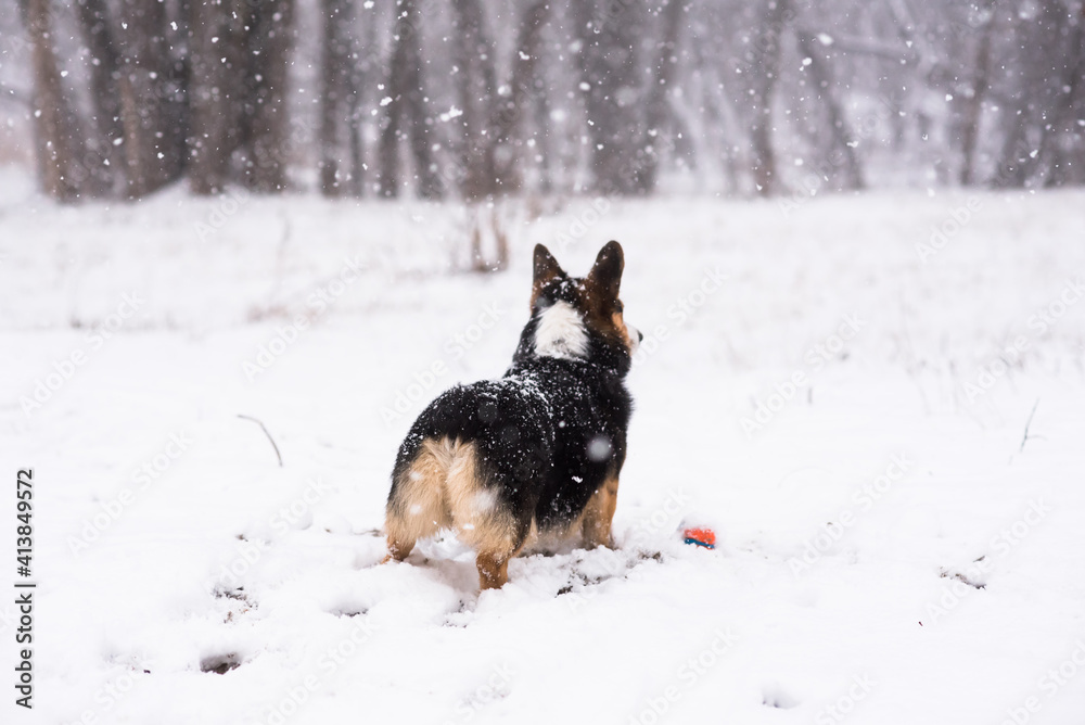 Dog corgi with ball looks into the forest during snowfall Dog corgi with ball looks into the forest during snowfall