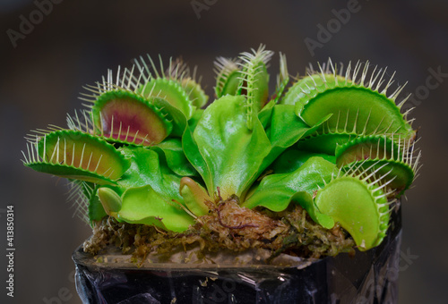Fényképezés Venus flytrap is one of the carnivore plants